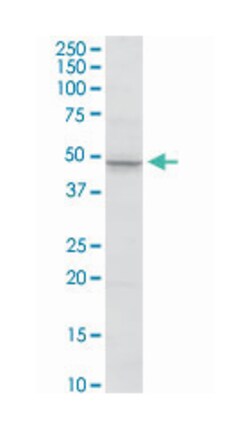 matrix metallopeptidase 3 (stromelysin 1, progelatinase), Rabbit, Purified