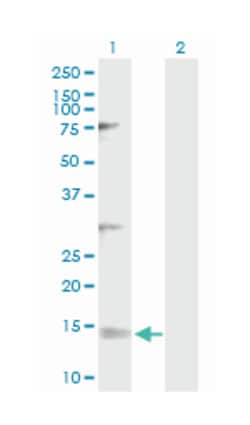 NDUFV3, Rabbit, Purified MaxPab Polyclonal Antibody, Abnova 100&mu;g; Unlabeled:Antibodies,
