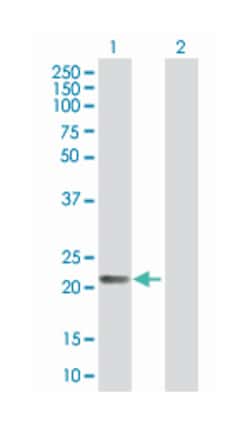 progestagen-associated endometrial protein, Mouse, Polyclonal Antibody,