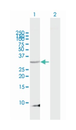 PENK, Mouse, MaxPab Polyclonal Antibody, Abnova 50&mu;L; Unlabeled:Antibodies,