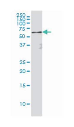 RELA, Mouse, Clone: 8G3, Abnova 200 &mu;L | Buy Online | Abnova Corporation | Fisher Scientific