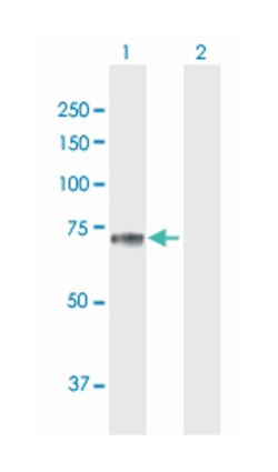 SEMG2, Mouse, Polyclonal Antibody, Abnova 50&mu;g; Unlabeled:Antibodies,