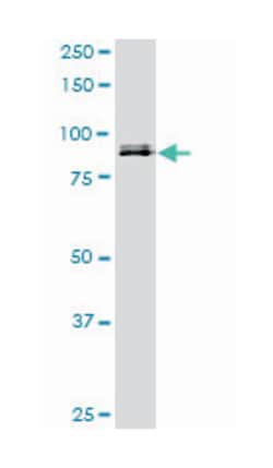 Sp1 transcription factor, Mouse, Clone: 1A5, Abnova 100&mu;g; Unlabeled:Antibodies,