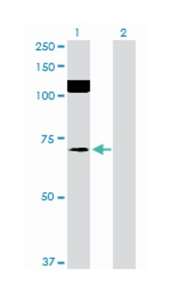SFRS protein kinase 2, Mouse, Purified MaxPab Polyclonal Antibody, Abnova 50 &mu;g | Buy Online | Abnova | Fisher Scientific