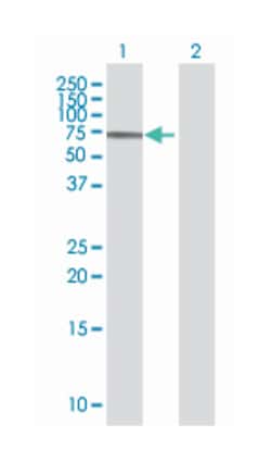 zinc finger protein 354A (B01), Mouse anti-Human, Polyclonal Antibody, Abnova 50 &mu;L | Buy Online | Abnova Corporation | Fisher Scientific