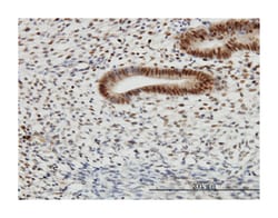 transcription factor AP-4 (activating enhancer binding protein 4), Mouse,