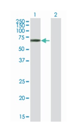tubby like protein 3, Mouse, Purified MaxPab Polyclonal Antibody, Abnova