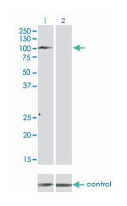TYRO3 protein tyrosine kinase, Mouse, Clone: 4F6, Abnova 100&mu;g; Unlabeled:Antibodies,