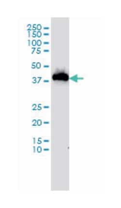 upstream transcription factor 1, Mouse, Clone: 2A7, Abnova 100&mu;g; Unlabeled:Antibodies,