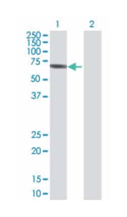 v-yes-1 Yamaguchi sarcoma viral oncogene homolog 1, Mouse, Polyclonal Antibody,