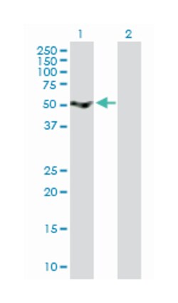 sushi-repeat-containing protein, X-linked, Mouse, Purified MaxPab Polyclonal