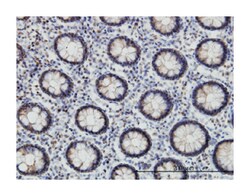 E1A binding protein p300, Mouse, Clone: 1D2, Abnova 50&mu;g; Unlabeled:Antibodies,