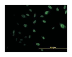 E1A binding protein p300, Mouse, Clone: 1D2, Abnova 50&mu;g; Unlabeled:Antibodies,