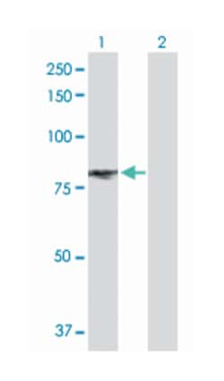 endothelial PAS domain protein 1, Rabbit, Purified MaxPab™ Polyclonal Antibody, Abnova™