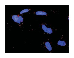 endothelial PAS domain protein 1, Rabbit, Purified MaxPab Polyclonal Antibody,