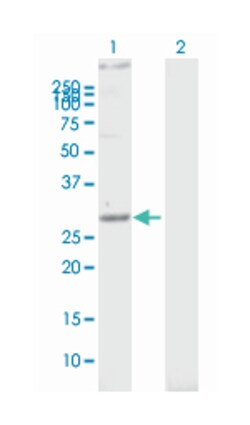 stomatin, Mouse, Purified MaxPab Polyclonal Antibody, Abnova 50&mu;g; Unlabeled:Antibodies,