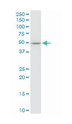 EPOR, Mouse, Clone: 3D10, Abnova 100&mu;g; Unlabeled:Antibodies, Monoclonal