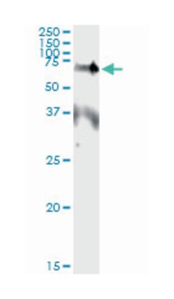EPOR, Mouse, Clone: 3D10, Abnova 100&mu;g; Unlabeled:Antibodies, Monoclonal