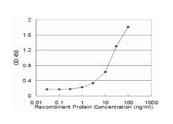 ETF1, Mouse, Clone: 2H4, Abnova 100&mu;g; Unlabeled:Antikörper
