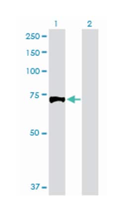 exostoses (multiple) 1, Rabbit, Purified MaxPab Polyclonal Antibody, Abnova 100 &mu;g | Buy Online | Abnova | Fisher Scientific