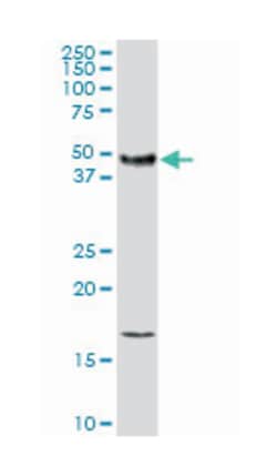 coagulation factor III (thromboplastin, tissue factor), Rabbit, Purified