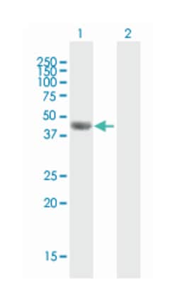 F7 (B01P), Mouse anti-Human, Polyclonal Antibody, Abnova 50&mu;g; Unlabeled:Antibodies,