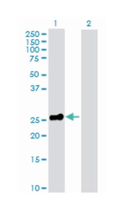 erythropoietin, Rabbit, Purified MaxPab™ Polyclonal Antibody, Abnova™