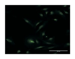 ESR1, Mouse, Clone: 2F8, Abnova 100&mu;g; Unlabeled:Antibodies, Monoclonal
