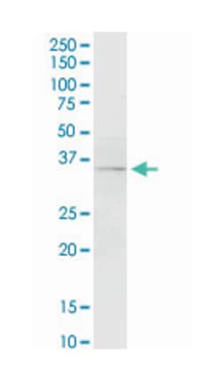 F3 (M01), Mouse anti-Human, Clone: 4G4, Abnova 100&mu;g; Unlabeled:Antibodies,