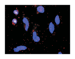 F3 (M01), Mouse anti-Human, Clone: 4G4, Abnova 100&mu;g; Unlabeled:Antibodies,