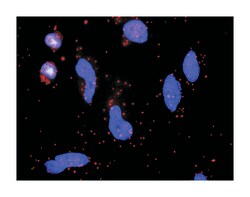 coagulation factor VII (serum prothrombin conversion accelerator), Rabbit,