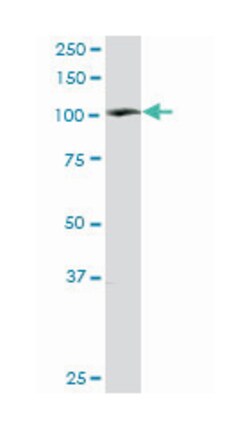 PTK2B protein tyrosine kinase 2 beta, Rabbit, Purified MaxPab Polyclonal