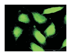 PTK2B protein tyrosine kinase 2 beta, Rabbit, Purified MaxPab Polyclonal