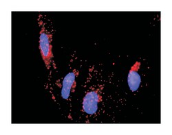 PTK2B protein tyrosine kinase 2 beta, Rabbit, Purified MaxPab Polyclonal
