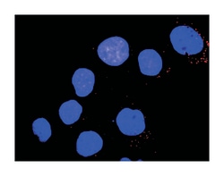 PTK2B protein tyrosine kinase 2 beta, Rabbit, Purified MaxPab Polyclonal