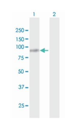 fibulin 1, Rabbit, Purified MaxPab Polyclonal Antibody, Abnova 100&mu;g;
