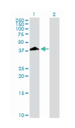 Fc fragment of IgG, low affinity IIb, receptor (CD32), Rabbit, Purified MaxPab™ Polyclonal Antibody, Abnova™