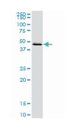 flap structure-specific endonuclease 1, Rabbit, Purified MaxPab Polyclonal