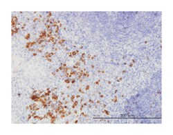 fibroblast growth factor 1 (acidic), Mouse, Clone: 2E12, Abnova 100&mu;g;