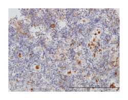 FGR, Mouse, Clone: 3G10, Abnova 100&mu;g; Unlabeled:Antibodies, Monoclonal