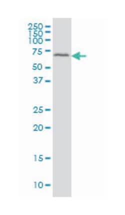 Gardner-Rasheed feline sarcoma viral (v-fgr) oncogene homolog, Mouse, Clone: 3B11, Abnova 100 &mu;g | Buy Online | Abnova | Fisher Scientific