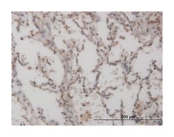 FOXL1, Mouse, Clone: 1C3, Abnova 100&mu;g; Unlabeled:Antibodies, Monoclonal
