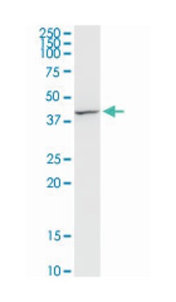 FLOT2, Mouse, Clone: 3G6, Abnova 100&mu;g; Unlabeled:Antibodies, Monoclonal