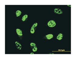 GABPA, Mouse, Clone: 4B8-G6, Abnova 100&mu;g; Unlabeled:Antibodies, Monoclonal