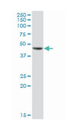 galactose-1-phosphate uridylyltransferase, Mouse, Purified MaxPab Polyclonal