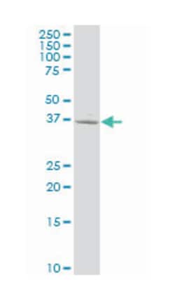 guanine nucleotide binding protein (G protein), alpha activating activity