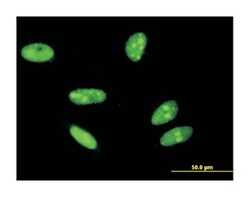 H2A histone family, member X, Mouse, Clone: 3F4, Abnova 100&mu;g; Unlabeled:Antibodies,