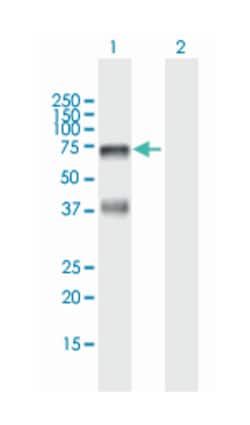 hyaluronan binding protein 2, Mouse, Purified MaxPab Polyclonal Antibody, Abnova 50 &mu;g | Buy Online | Abnova Corporation | Fisher Scientific