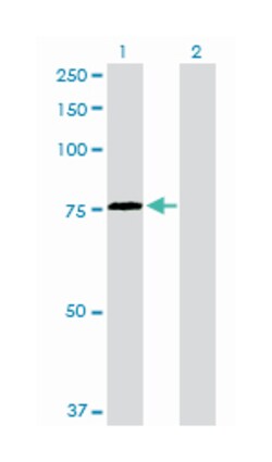 heat shock 70kDa protein 2, Rabbit, Polyclonal Antibody, Abnova 100 &mu;g | Buy Online | Abnova Corporation | Fisher Scientific
