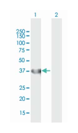 isocitrate dehydrogenase 3 (NAD+) alpha, Mouse, Purified MaxPab Polyclonal